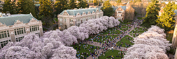 Cherry blossoms at the Quad.